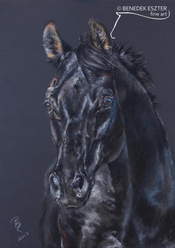 Fekete lóportré