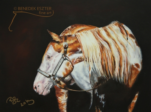 Paint Horse portré